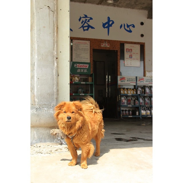 Corner car shop. #dogsofchina #cidinchina