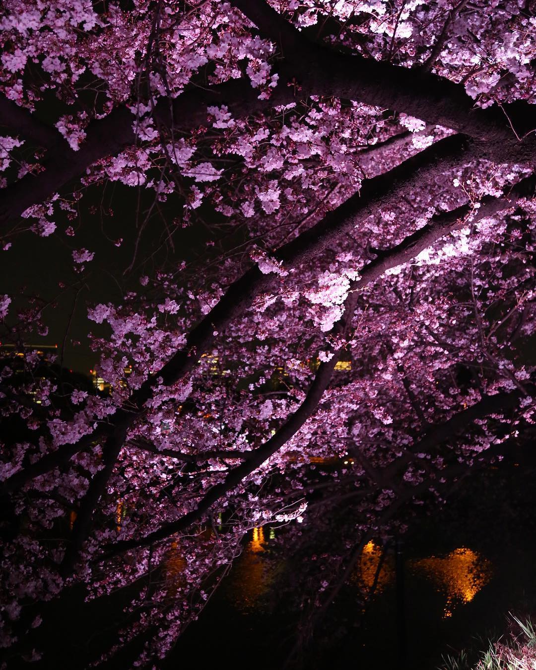 We need to light more trees in the US #sakuraillumination #chidorigafuchi #cidinjapan