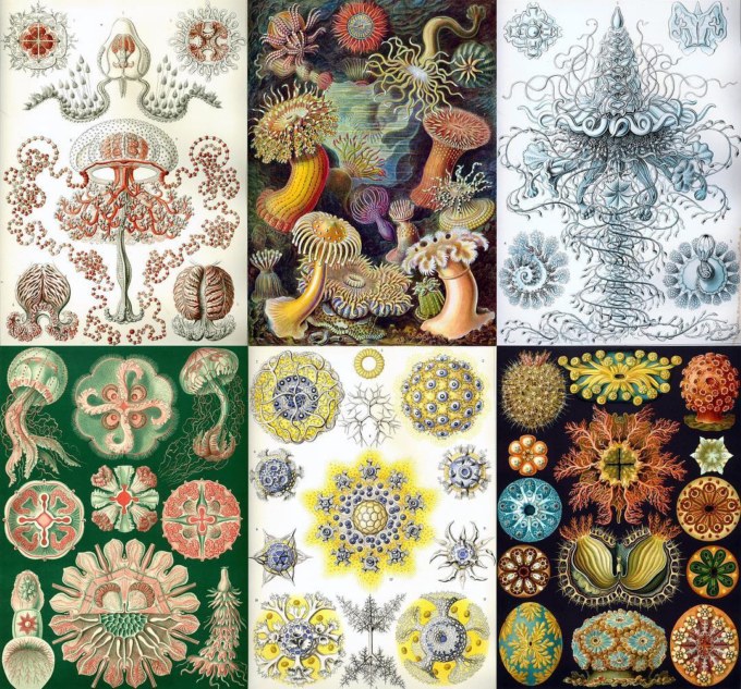 #tbt to #ernsthaeckel marrying science with art in 1904, inspiring generations of artists and scientists | #kunstformendernatur in its entirety is available online in #publicdomain