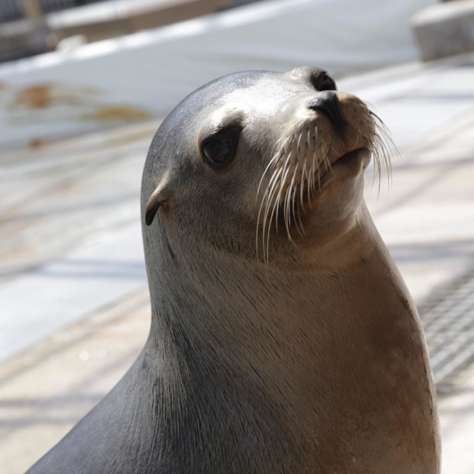 This face! ? Courtesy of Moxie the #sealion
